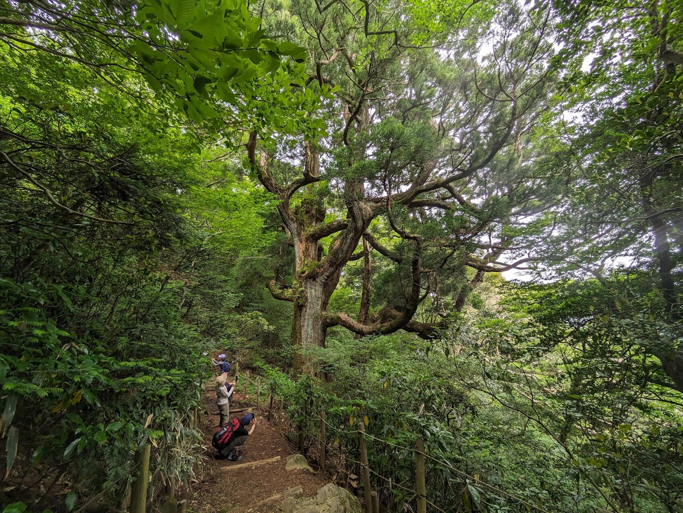 圧巻の紫峰杉