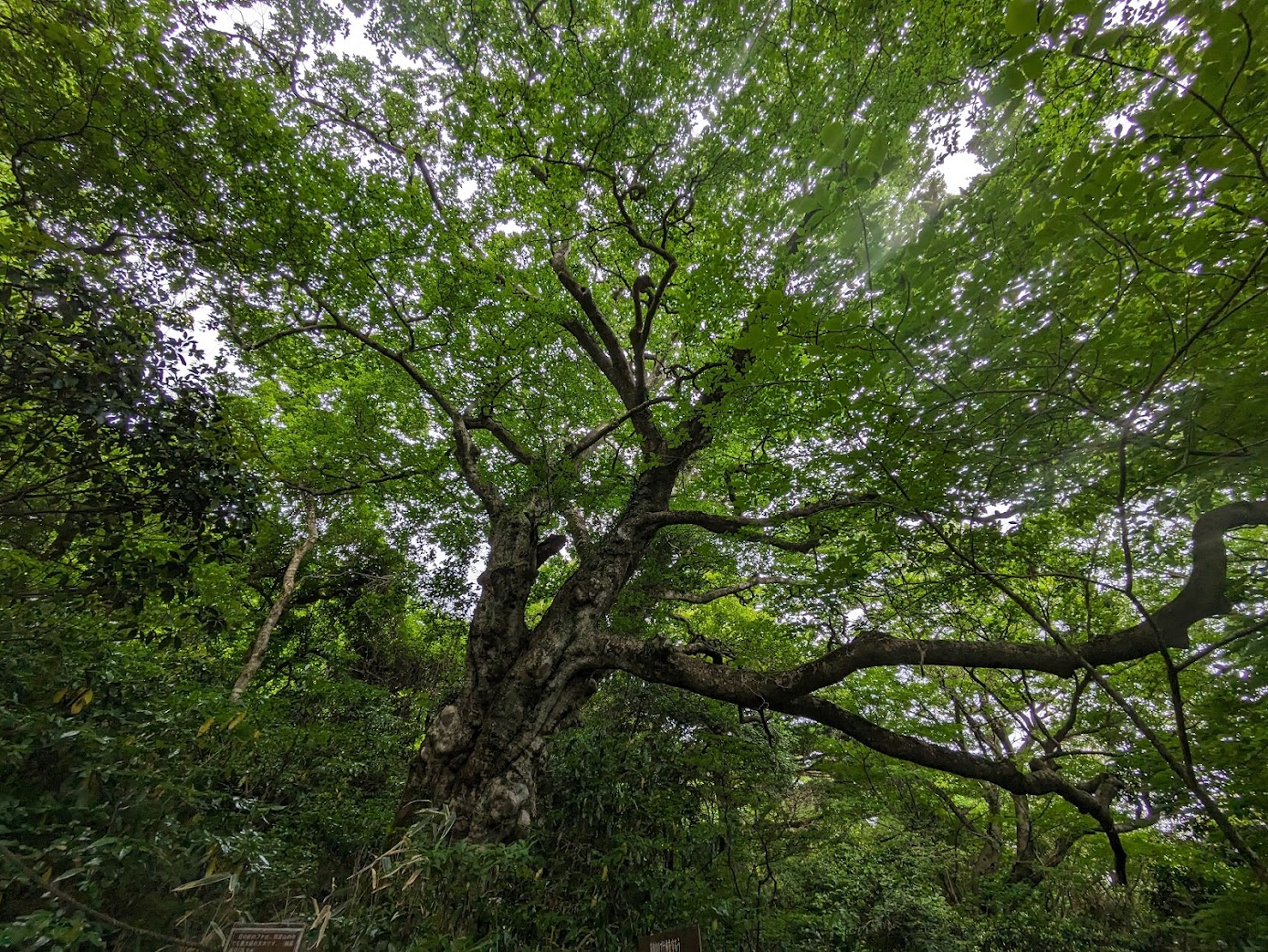 山頂付近の巨木