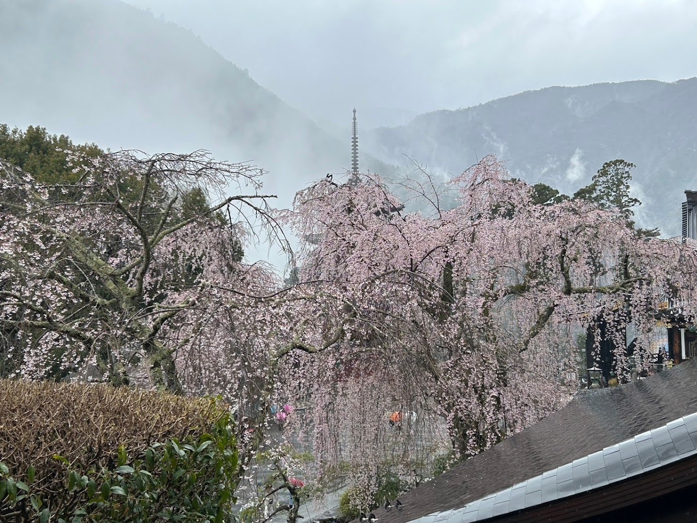 久遠寺境内のしだれ桜