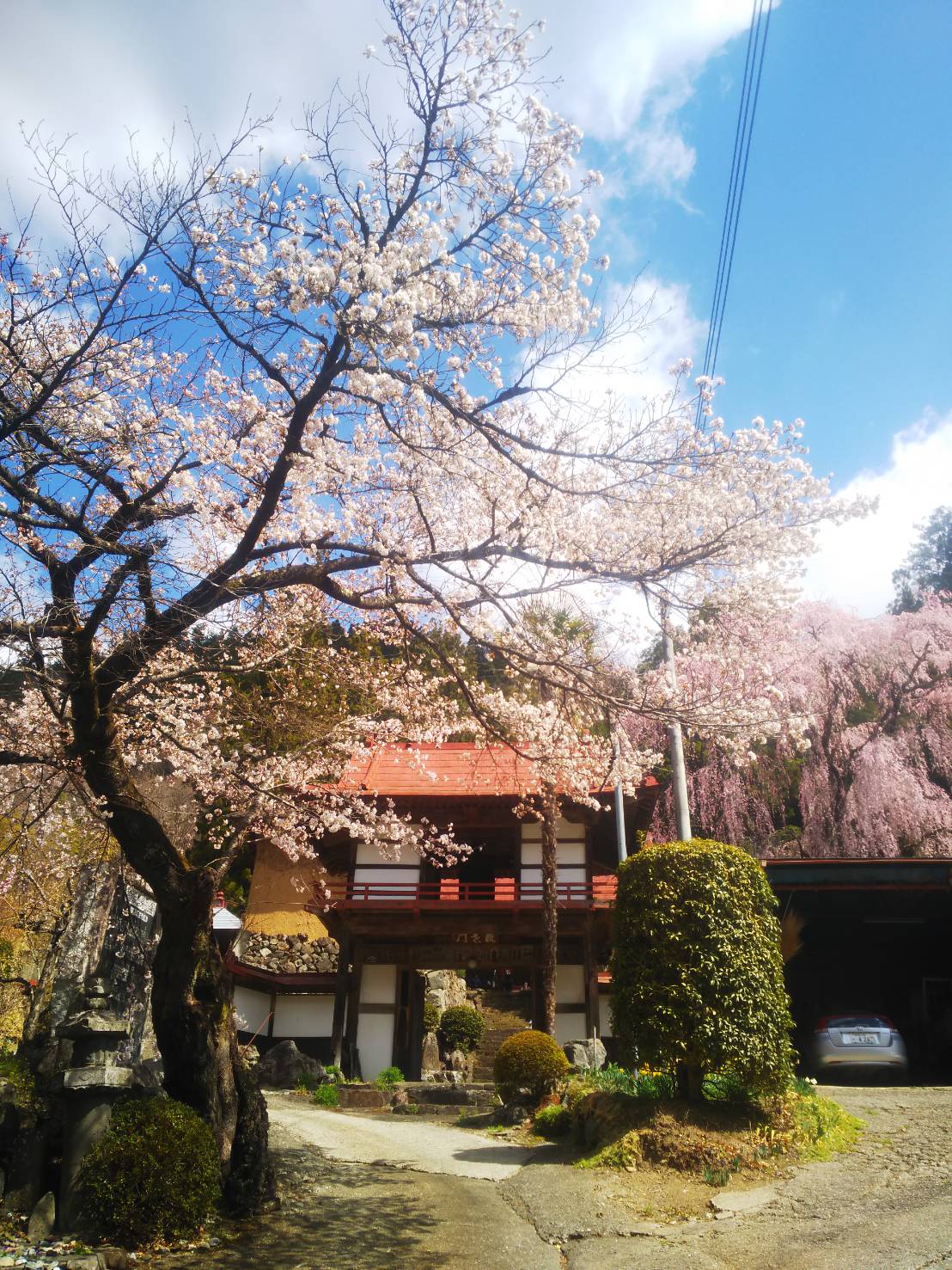 [全国旅行支援対象] 上野村桜のstoryバスツアーのおすすめポイント