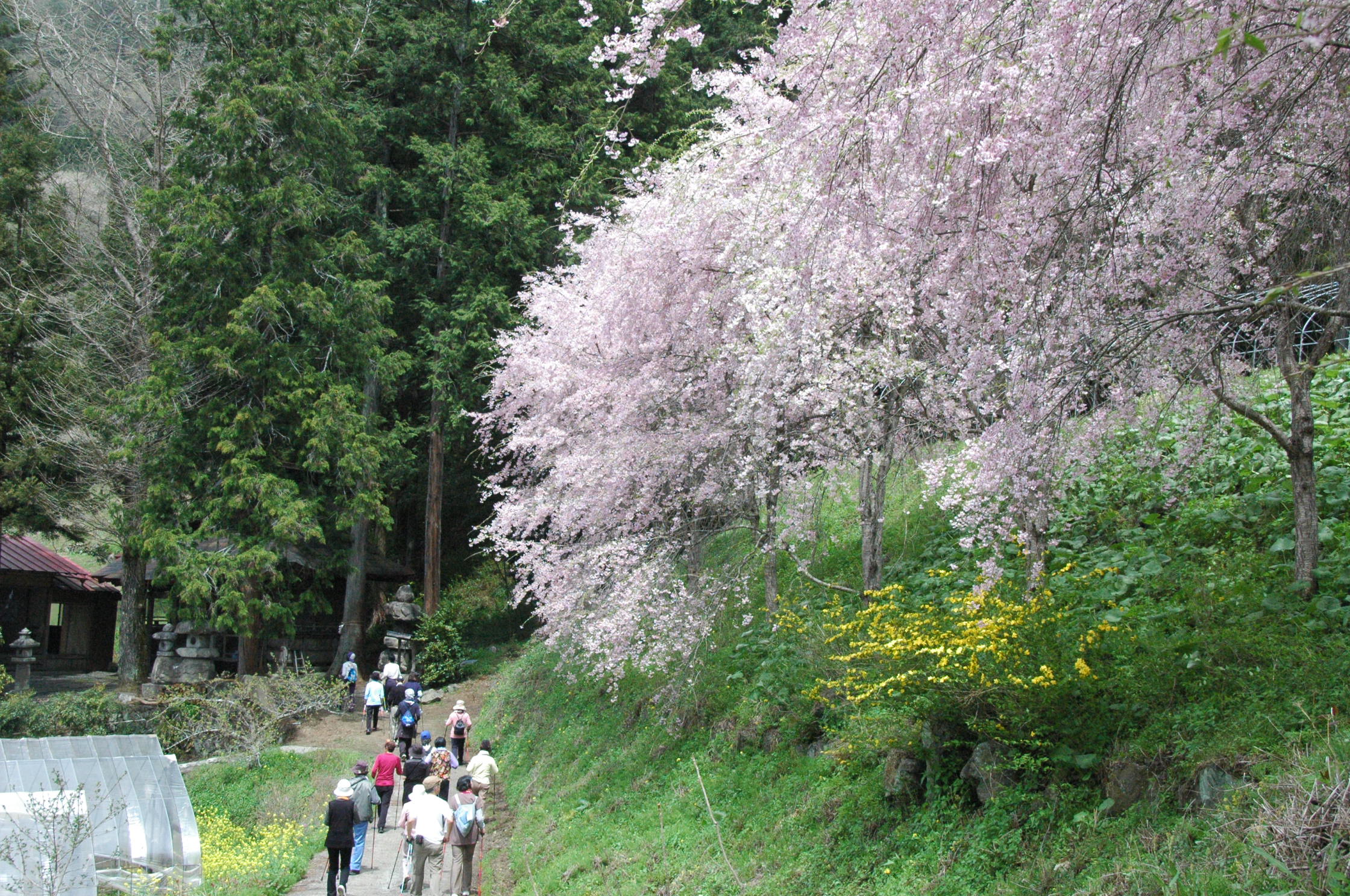 [全国旅行支援対象] 上野村桜のstoryバスツアーのおすすめポイント